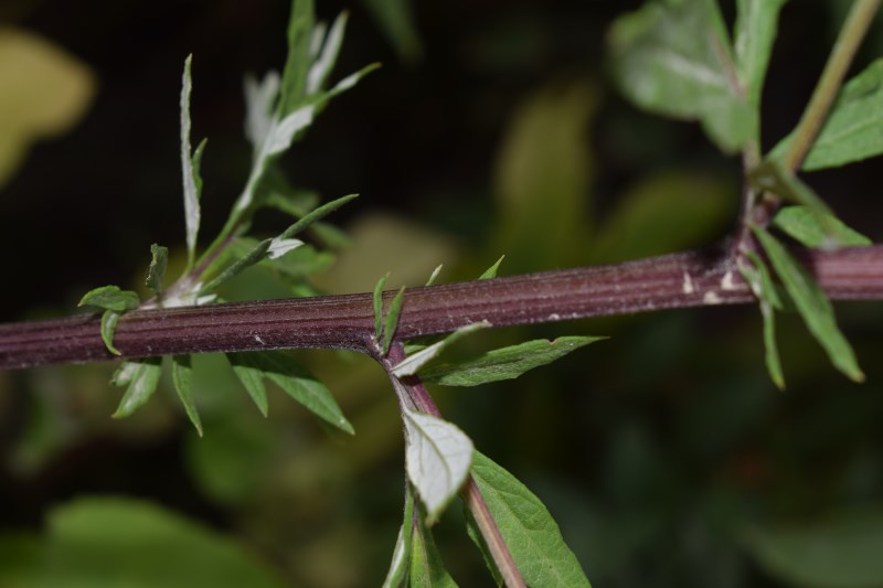 Artemisia vulgaris