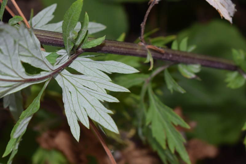 Artemisia vulgaris