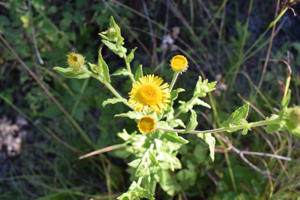 Pulicaria dysenterica