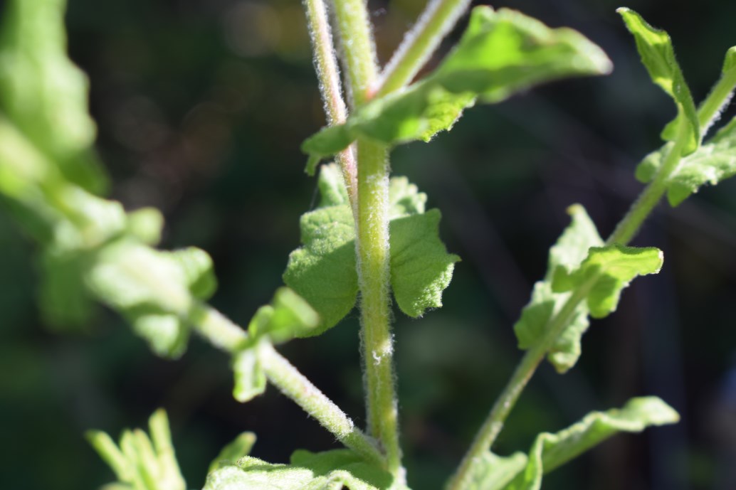 Pulicaria dysenterica