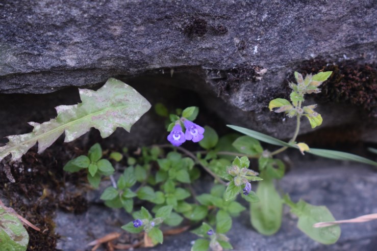 Clinopodium acinos (=Acinos arvensis)