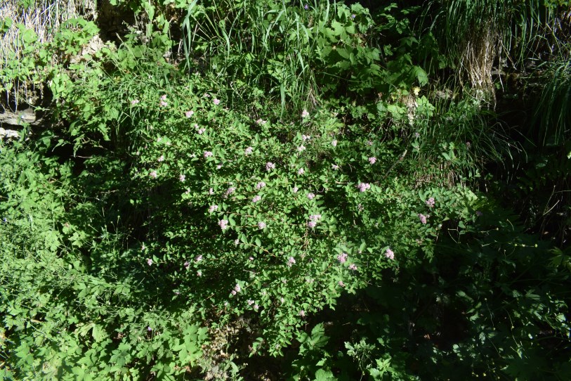 Spiraea japonica / Spirea del Giappone