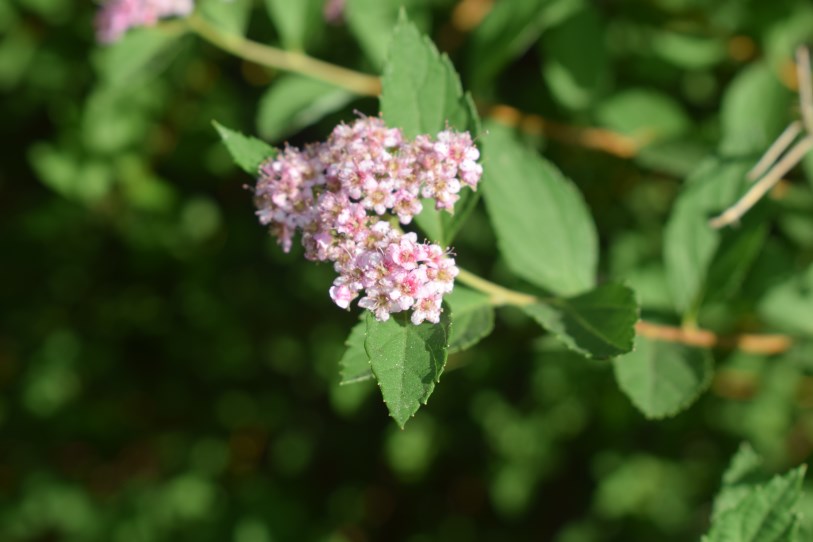 Spiraea japonica / Spirea del Giappone