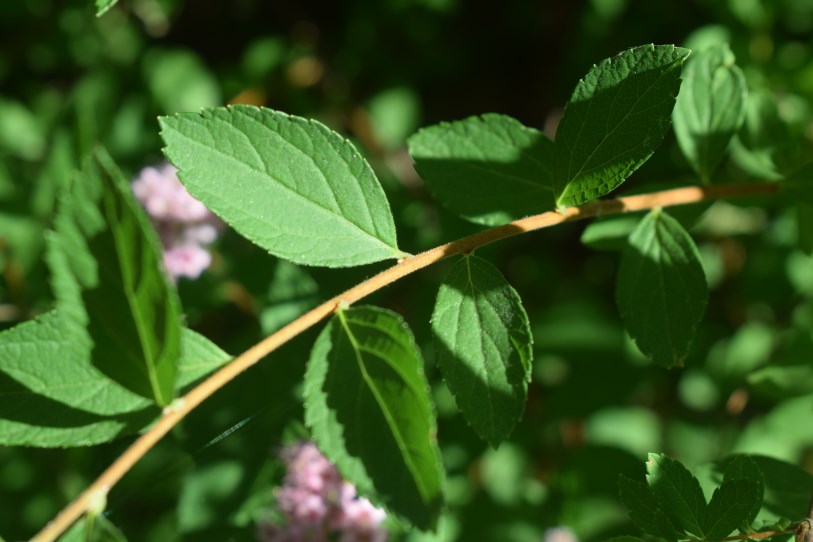 Spiraea japonica / Spirea del Giappone