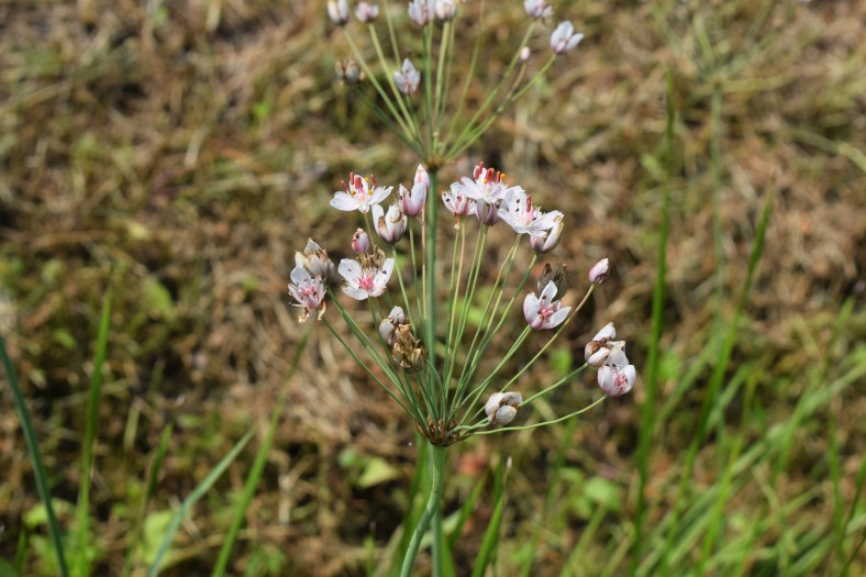 Butomus umbellatus / Giunco fiorito