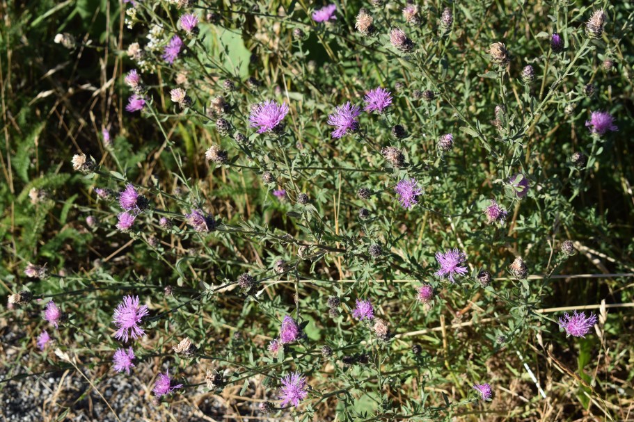 Centaurea arrigonii / Centaurea di Arrigoni