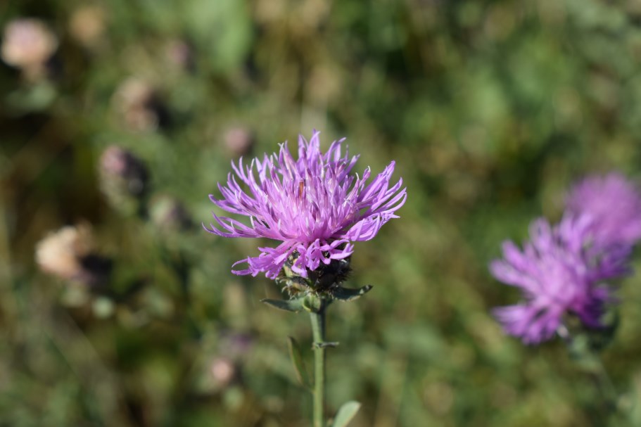 Centaurea arrigonii / Centaurea di Arrigoni