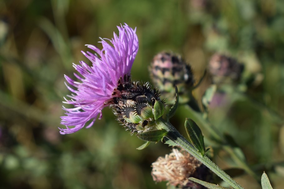 Centaurea arrigonii / Centaurea di Arrigoni