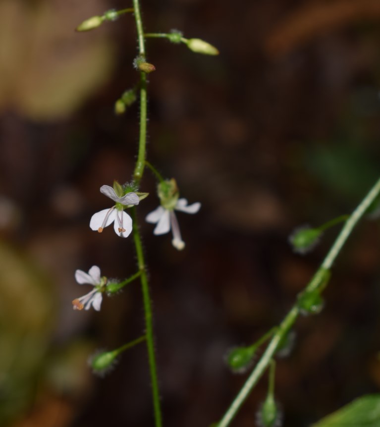 Circaea lutetiana