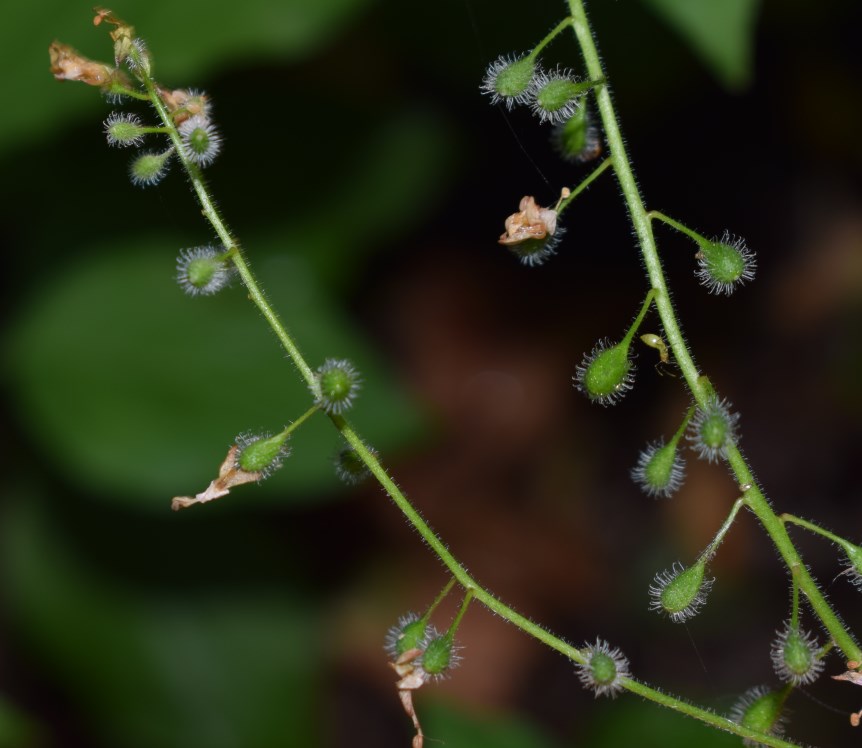 Circaea lutetiana