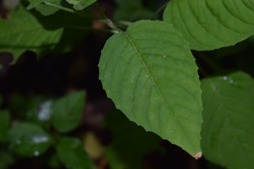 Circaea lutetiana