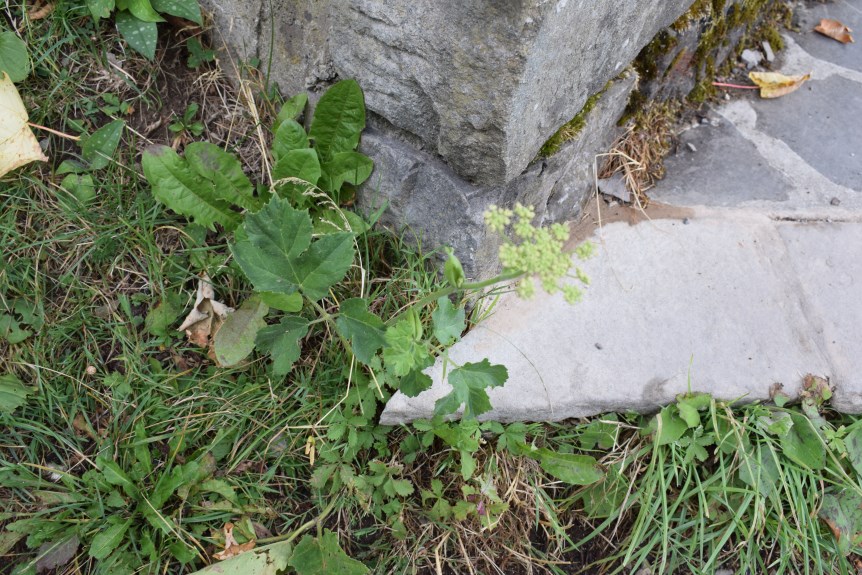 Heracleum sphondylium (Apiaceae)