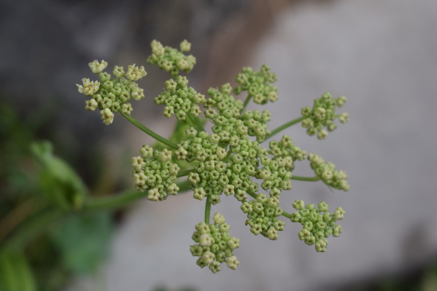 Heracleum sphondylium (Apiaceae)