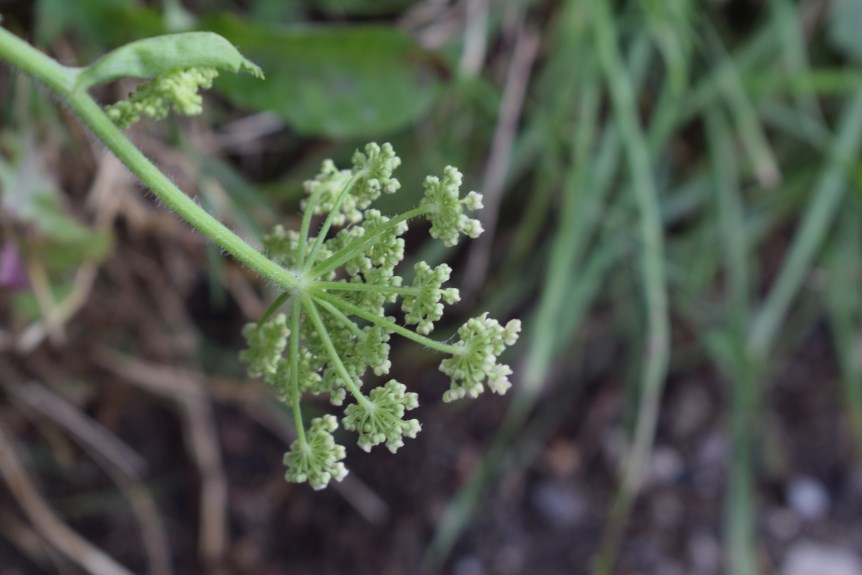 Heracleum sphondylium (Apiaceae)