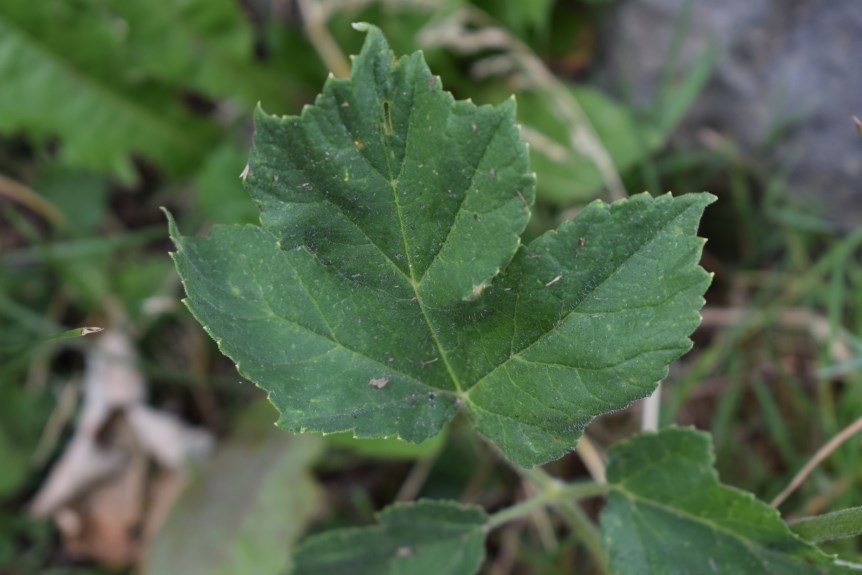 Heracleum sphondylium (Apiaceae)