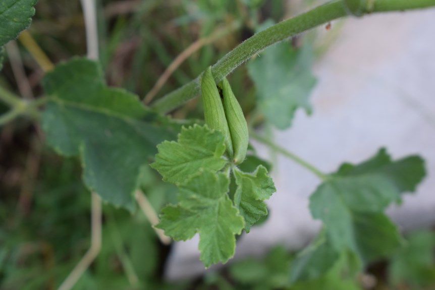 Heracleum sphondylium (Apiaceae)