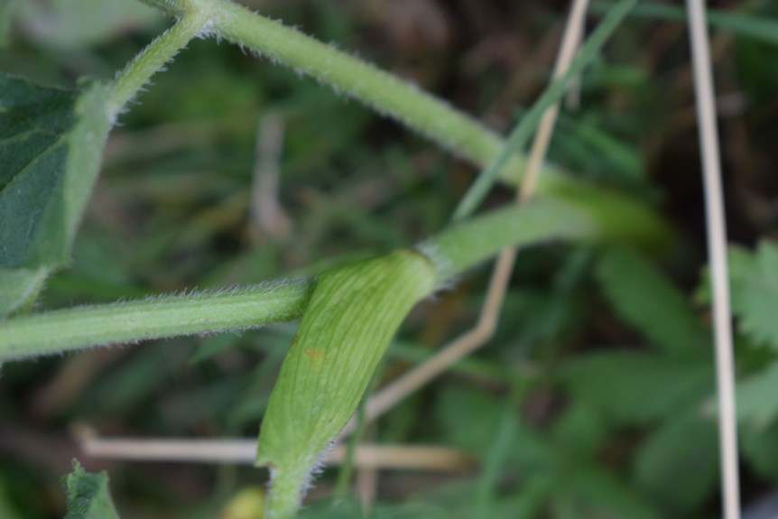 Heracleum sphondylium (Apiaceae)
