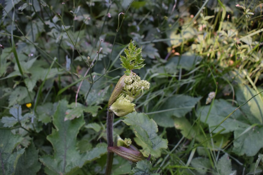 Heracleum sphondylium (Apiaceae)