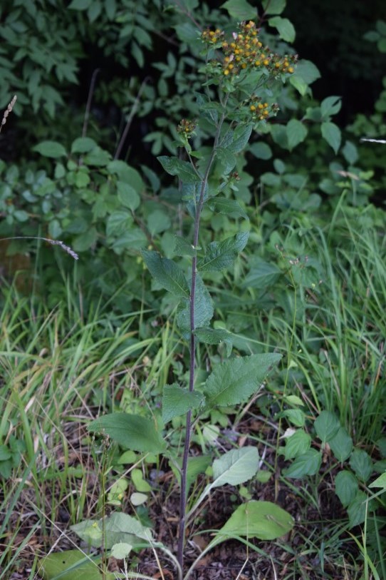 Inula conyzae (Asteraceae)