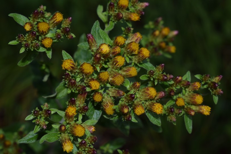 Inula conyzae (Asteraceae)