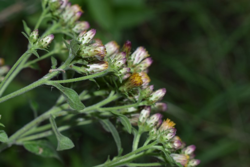 Inula conyzae (Asteraceae)