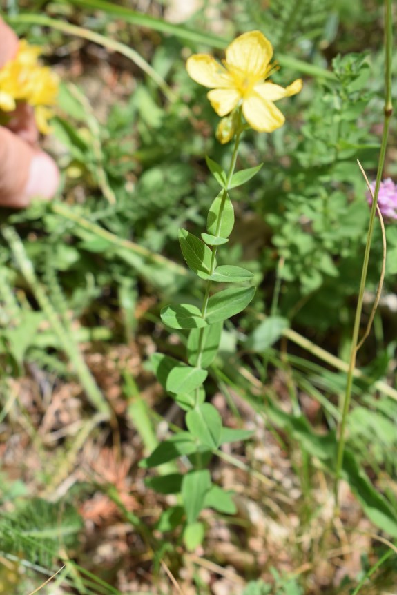 Hypericum richeri / Erba di S. Giovanni di Belleval