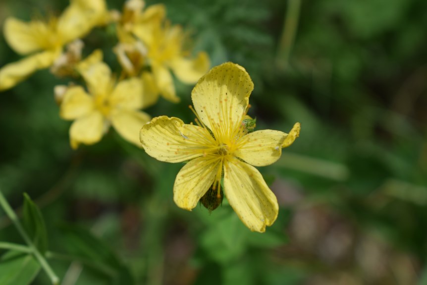 Hypericum richeri / Erba di S. Giovanni di Belleval