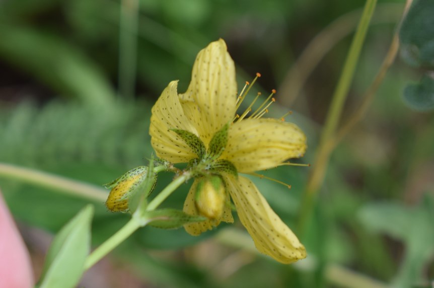 Hypericum richeri / Erba di S. Giovanni di Belleval