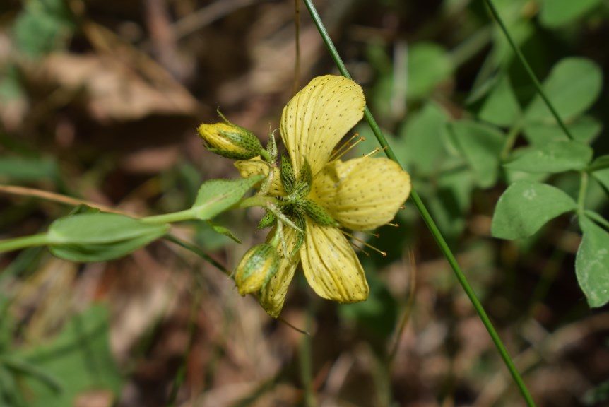 Hypericum richeri / Erba di S. Giovanni di Belleval