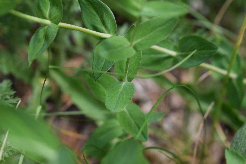 Hypericum richeri / Erba di S. Giovanni di Belleval