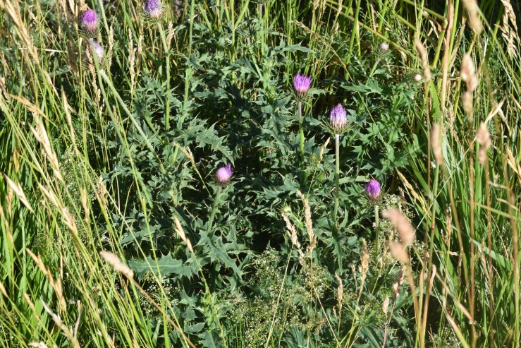 Carduus defloratus subsp. carlinifolius / Cardo alpino