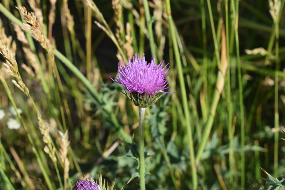 Carduus defloratus subsp. carlinifolius / Cardo alpino