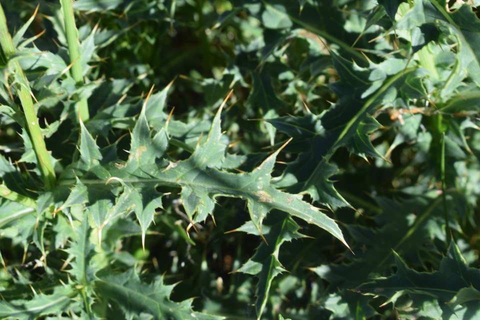 Carduus defloratus subsp. carlinifolius / Cardo alpino