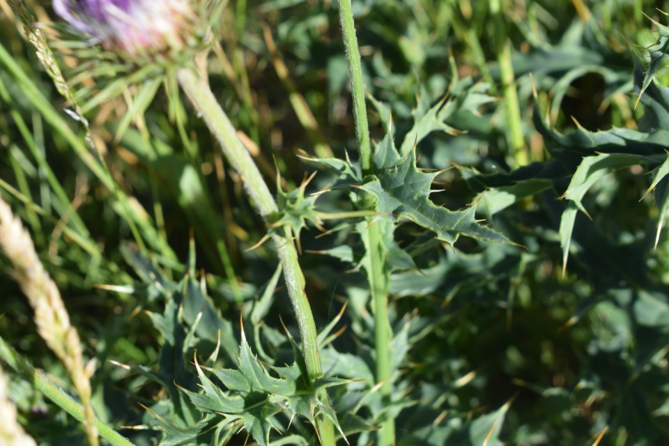 Carduus defloratus subsp. carlinifolius / Cardo alpino
