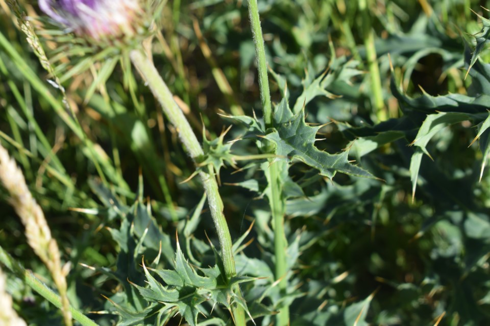 Carduus defloratus subsp. carlinifolius / Cardo alpino