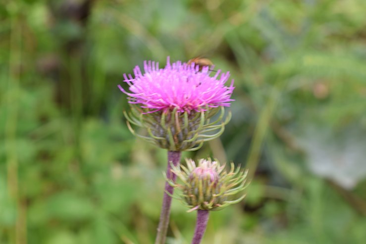 Carduus defloratus subsp. carlinifolius / Cardo alpino