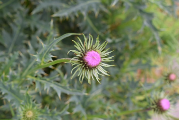 Carduus defloratus subsp. carlinifolius / Cardo alpino