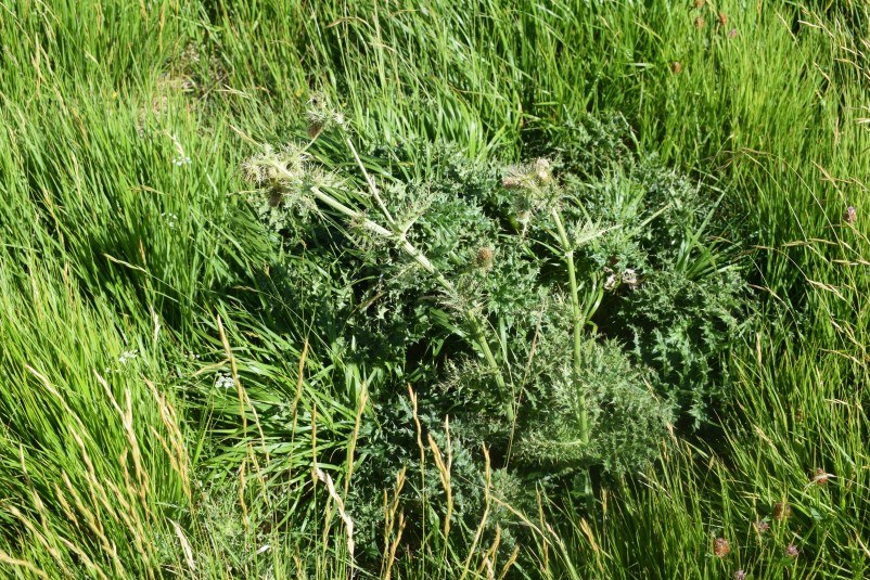 Cirsium bertolonii / Cardo di Bertoloni