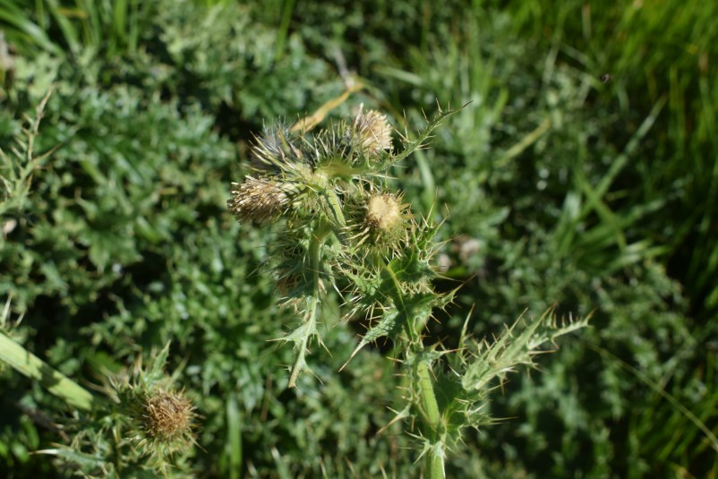 Cirsium bertolonii / Cardo di Bertoloni
