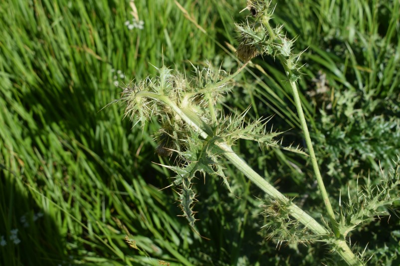 Cirsium bertolonii / Cardo di Bertoloni