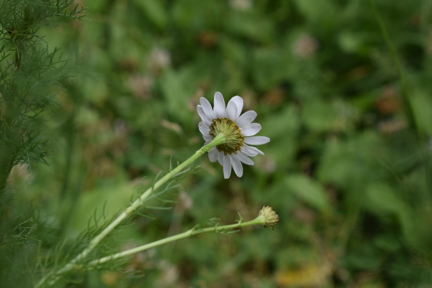 Tripleuromspermum inodorum