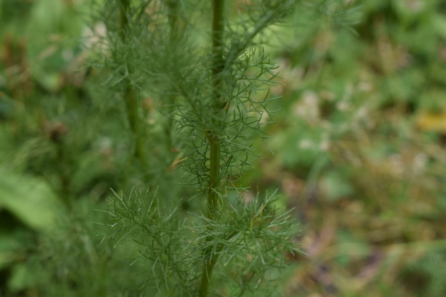 Tripleuromspermum inodorum