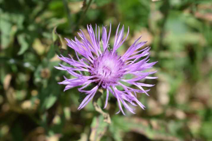 Centaurea nigra o nigriscens?