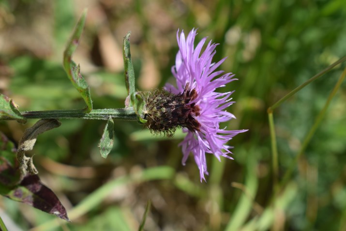 Centaurea nigra o nigriscens?