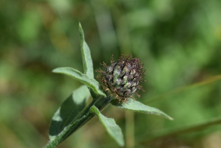 Centaurea nigra o nigriscens?
