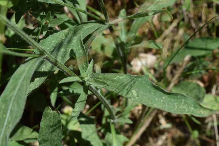 Centaurea nigra o nigriscens?
