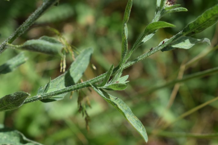 Centaurea nigra o nigriscens?