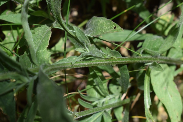 Centaurea nigra o nigriscens?