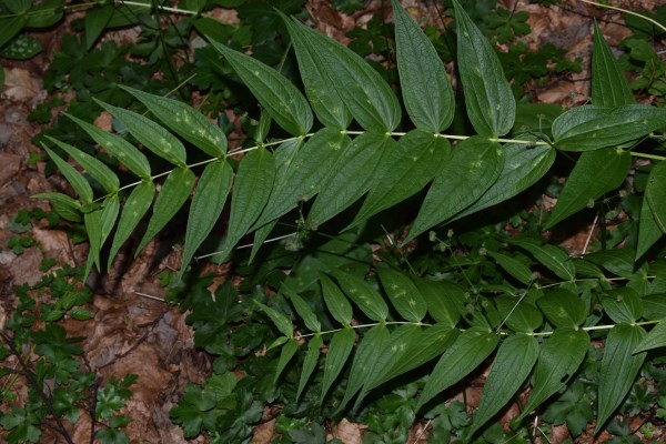 Foglie di Gentiana asclepiadea