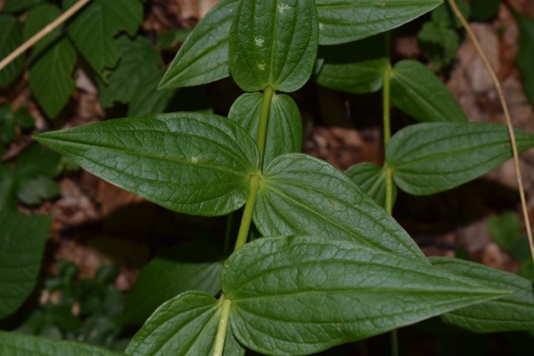 Foglie di Gentiana asclepiadea